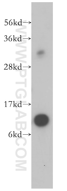 Western Blot (WB) analysis of human heart tissue using SNRPF Polyclonal antibody (14977-1-AP)