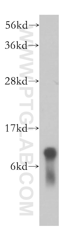 Western Blot (WB) analysis of HeLa cells using SNRPF Polyclonal antibody (14977-1-AP)