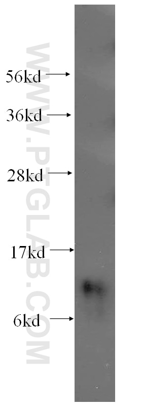 Western Blot (WB) analysis of MCF-7 cells using SNRPF Polyclonal antibody (14977-1-AP)