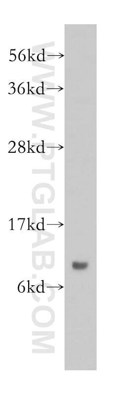 Western Blot (WB) analysis of mouse kidney tissue using SNRPF Polyclonal antibody (14977-1-AP)