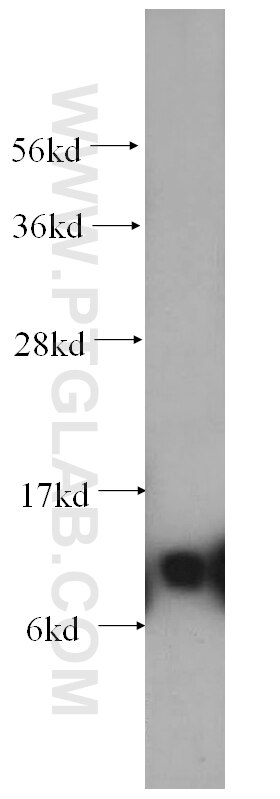 Western Blot (WB) analysis of mouse liver tissue using SNRPF Polyclonal antibody (14977-1-AP)