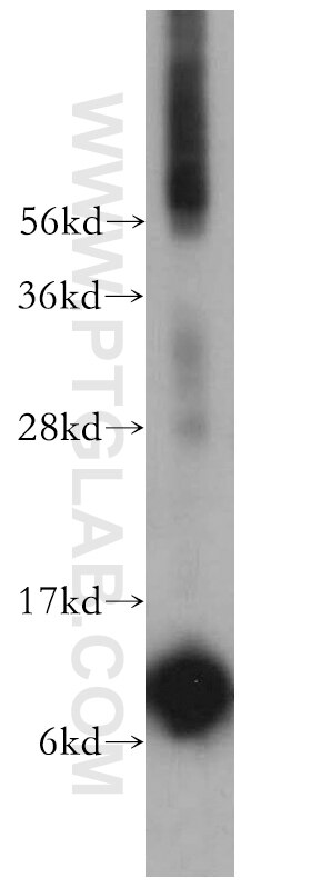 Western Blot (WB) analysis of mouse liver tissue using SNRPF Polyclonal antibody (14977-1-AP)