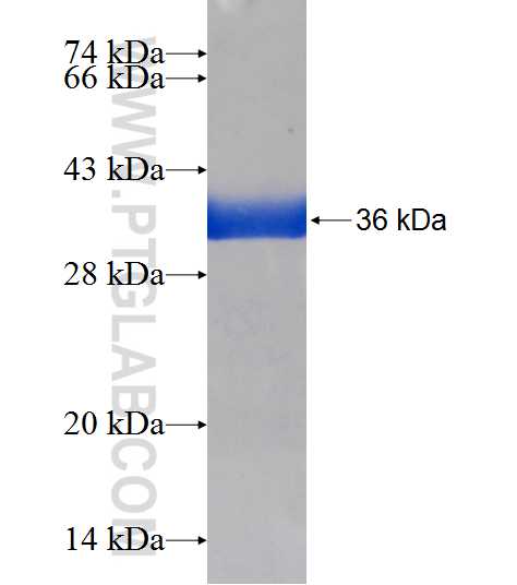 SNRPF fusion protein Ag6889 SDS-PAGE