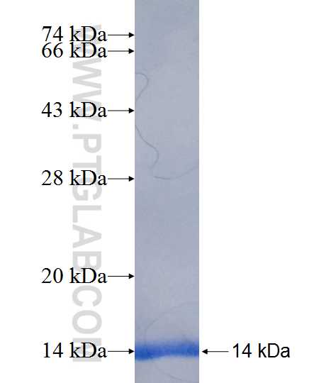 SNRPF fusion protein Ag6910 SDS-PAGE