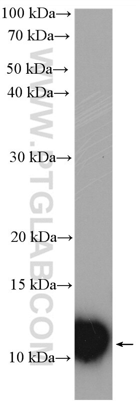 Western Blot (WB) analysis of Jurkat cells using SNRPG Polyclonal antibody (15084-1-AP)