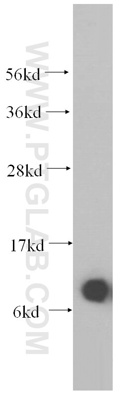 SNRPG Polyclonal antibody