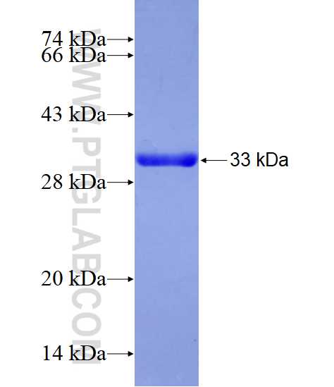 SNRPG fusion protein Ag7163 SDS-PAGE