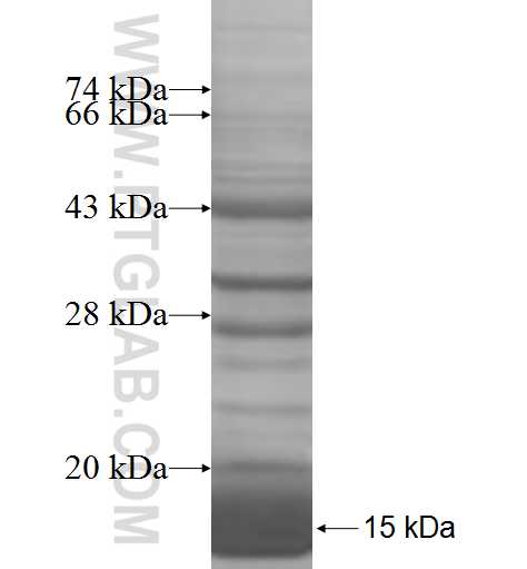 SNRPG fusion protein Ag7219 SDS-PAGE