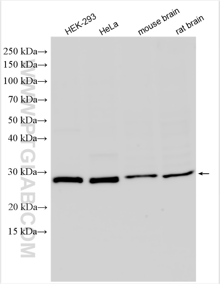 Western Blot (WB) analysis of various lysates using human SNRPN Polyclonal antibody (11070-1-AP)
