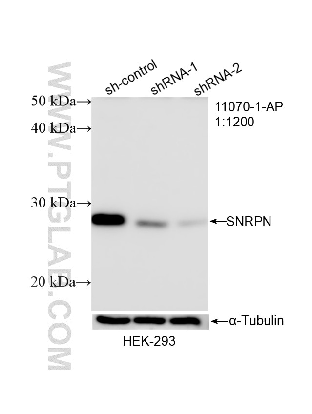 Western Blot (WB) analysis of HEK-293 cells using SNRPN Polyclonal antibody (11070-1-AP)