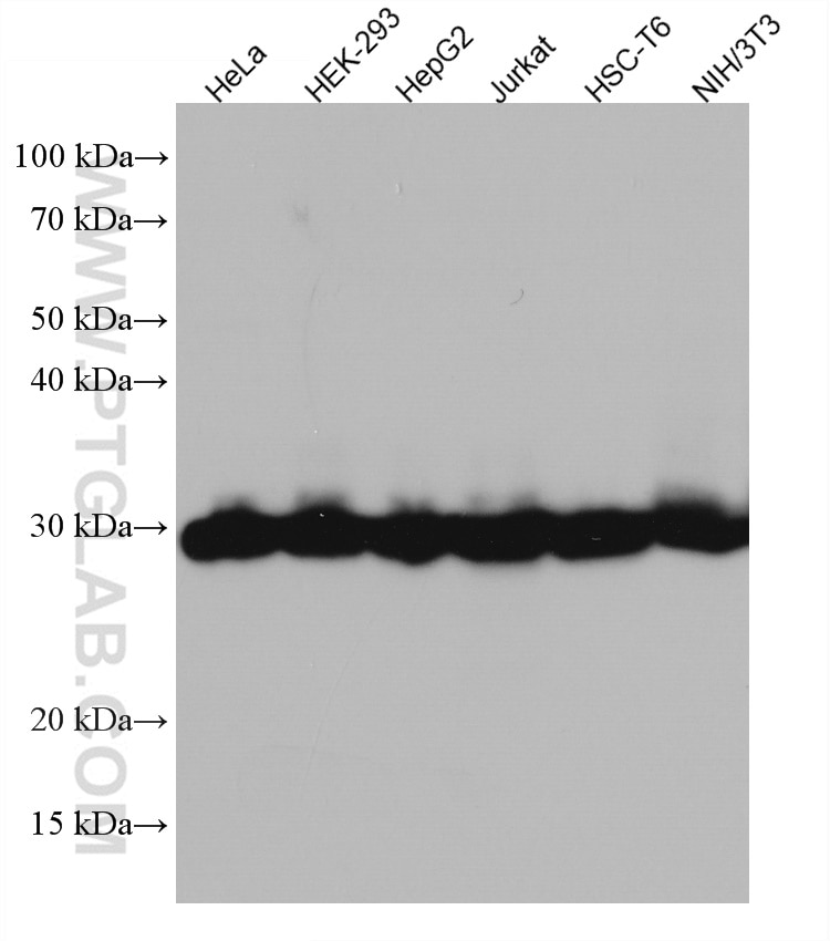 Western Blot (WB) analysis of various lysates using SNRPN/SNRPB Monoclonal antibody (67280-1-Ig)