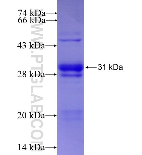 SNRPN fusion protein Ag14030 SDS-PAGE