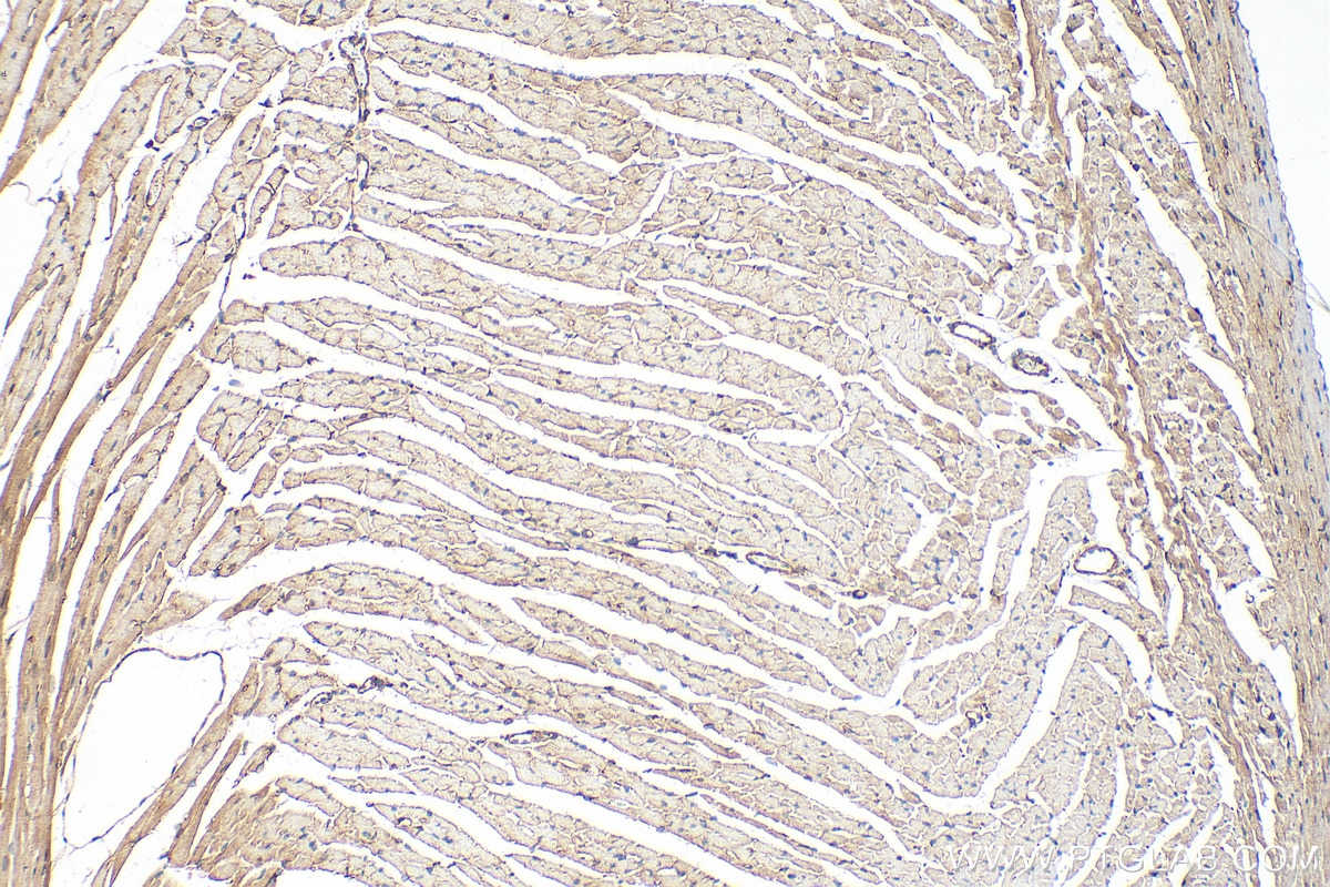 Immunohistochemistry (IHC) staining of mouse heart tissue using SNTA1 Polyclonal antibody (13131-1-AP)