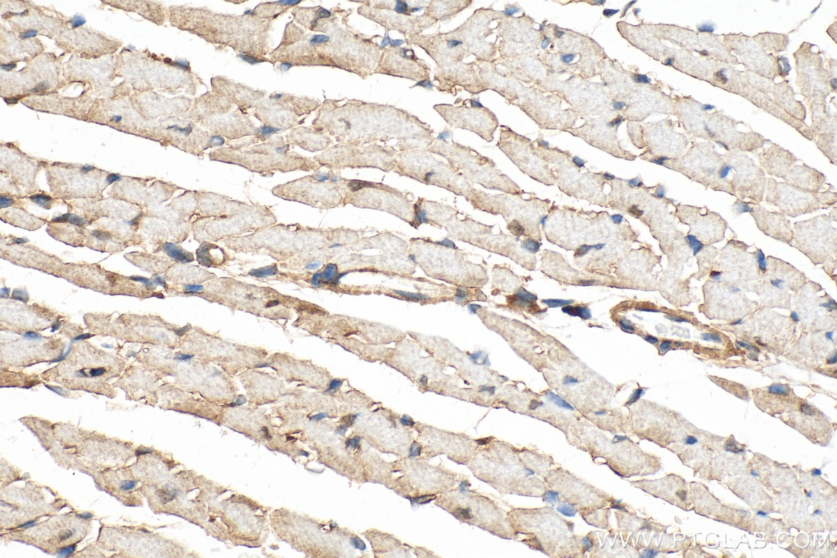 Immunohistochemistry (IHC) staining of mouse heart tissue using SNTA1 Polyclonal antibody (13131-1-AP)