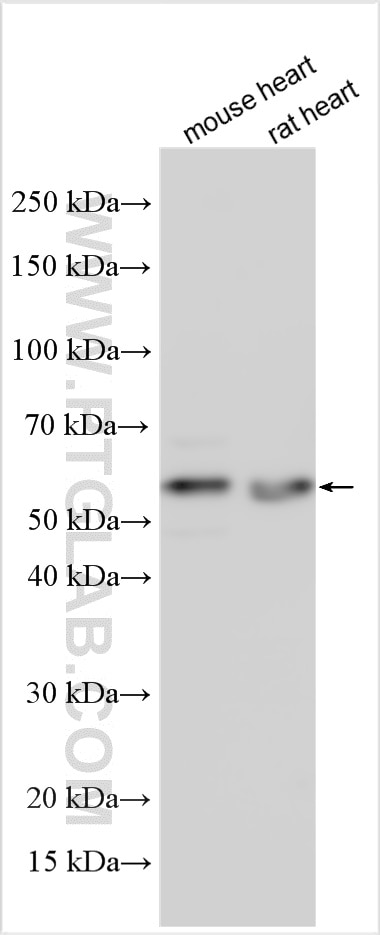 Western Blot (WB) analysis of various lysates using SNTA1 Polyclonal antibody (13131-1-AP)