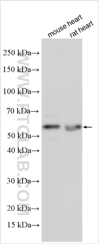 WB analysis using 13131-1-AP