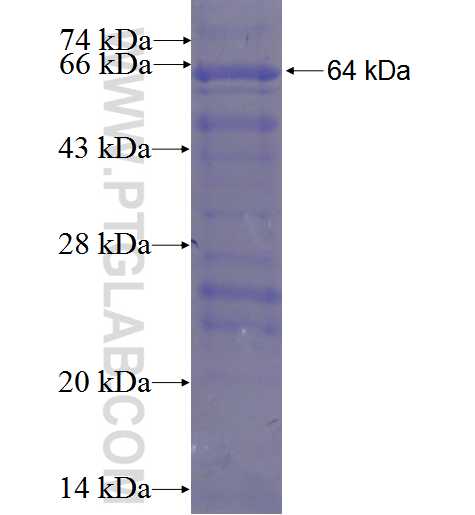 SNTA1 fusion protein Ag3820 SDS-PAGE