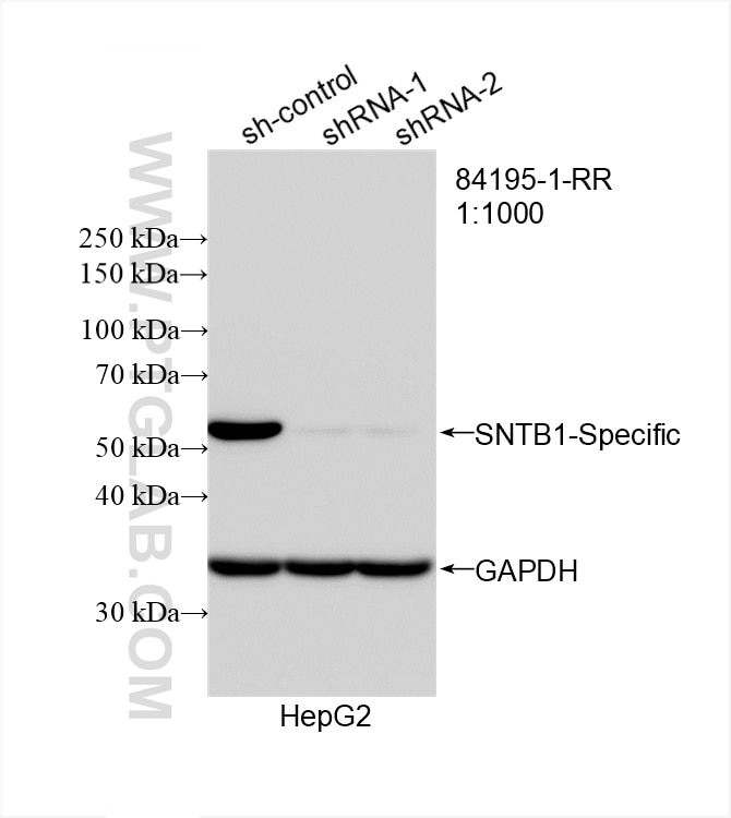 Western Blot (WB) analysis of HepG2 cells using SNTB1-Specific Recombinant antibody (84195-1-RR)