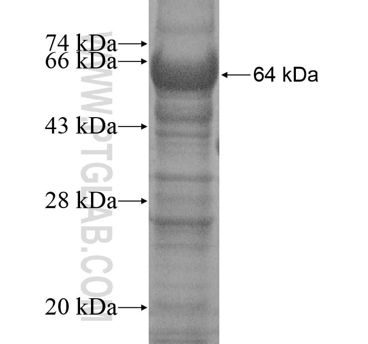 SNTG1 fusion protein Ag14919 SDS-PAGE