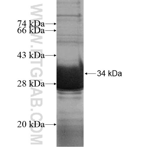 SNTG1 fusion protein Ag14986 SDS-PAGE