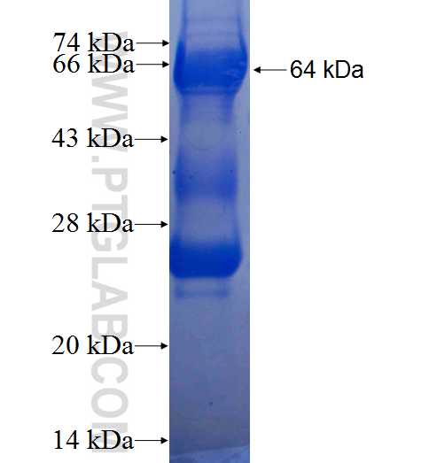SNUPN fusion protein Ag7604 SDS-PAGE