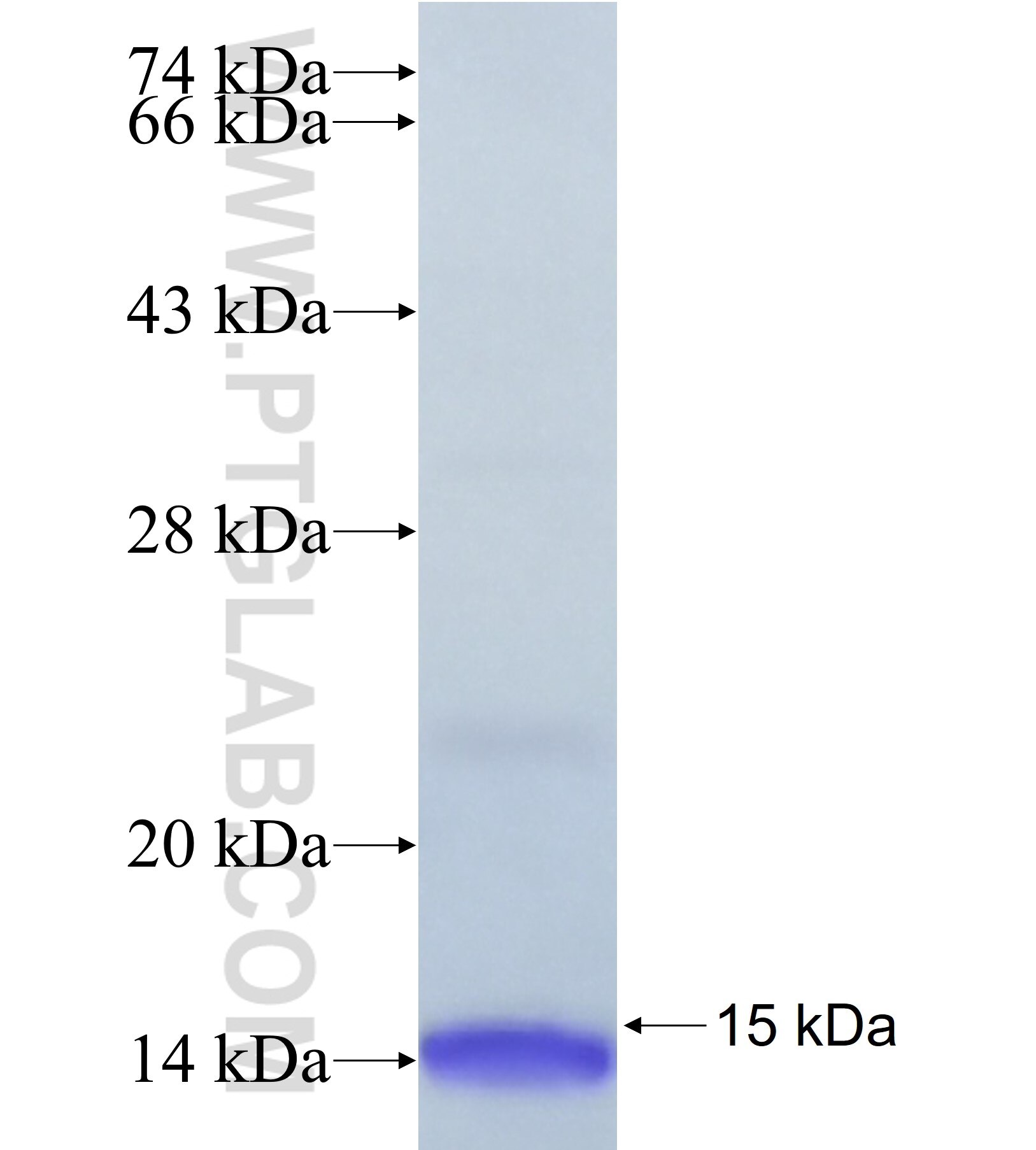 SNURF fusion protein Ag41896 SDS-PAGE SNURF fusion protein Ag41896 SDS-PAGE