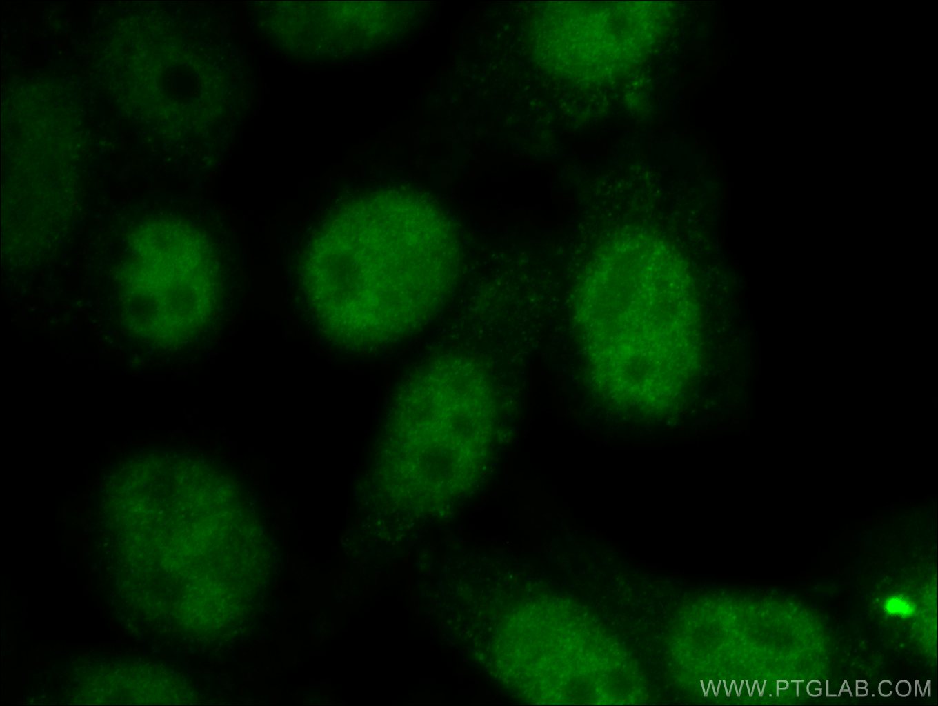 Immunofluorescence (IF) / fluorescent staining of HepG2 cells using SNW1 Polyclonal antibody (25926-1-AP)