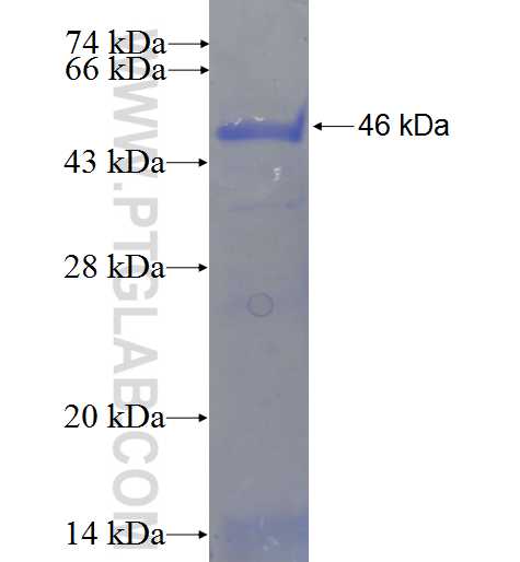 SNW1 fusion protein Ag23106 SDS-PAGE