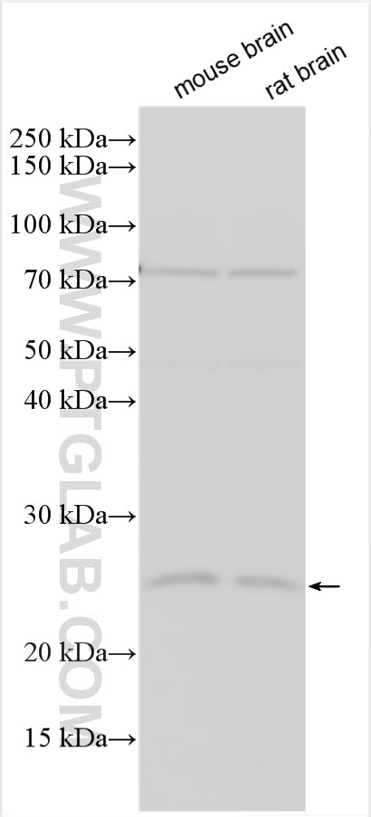 Western Blot (WB) analysis of various lysates using SNX10 Polyclonal antibody (26727-1-AP)