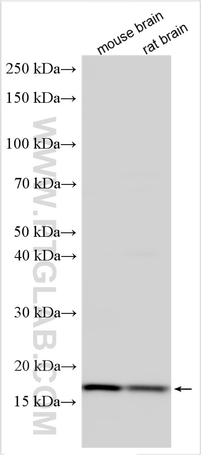 Western Blot (WB) analysis of various lysates using SNX12 Polyclonal antibody (12374-1-AP)