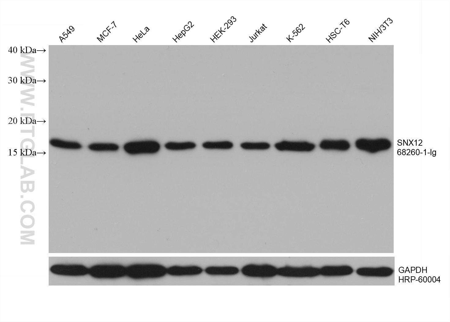 Western Blot (WB) analysis of various lysates using SNX12 Monoclonal antibody (68260-1-Ig)