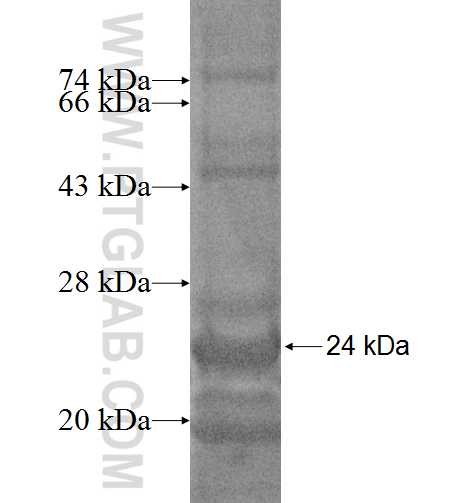 SNX12 fusion protein Ag3014 SDS-PAGE