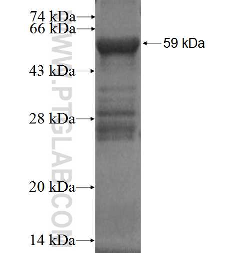 SNX14 fusion protein Ag1885 SDS-PAGE