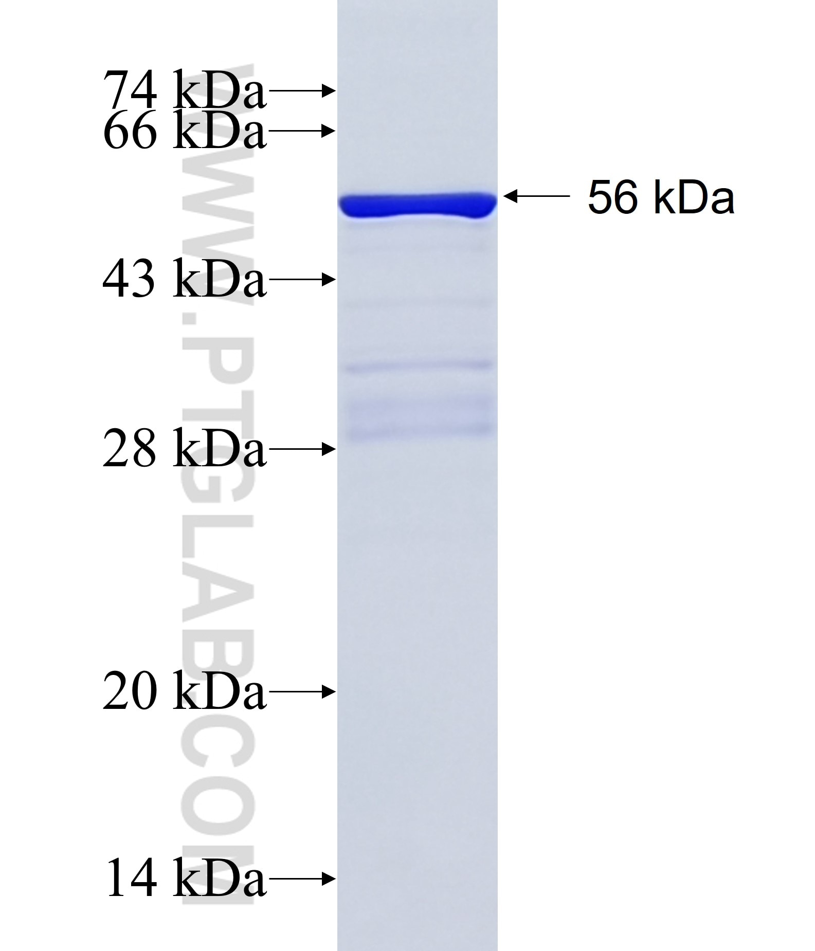 SNX14 fusion protein Ag1885 SDS-PAGE