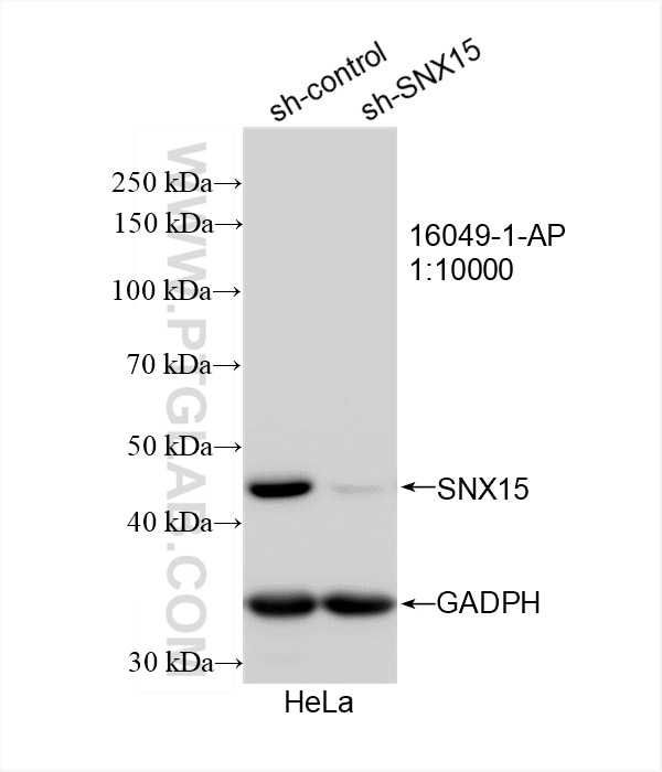 Western Blot (WB) analysis of HeLa cells using SNX15 Polyclonal antibody (16049-1-AP)