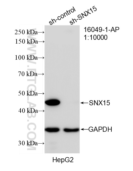 WB result of SNX15 antibody (16049-1-AP; 1:10000; incubated at room temperature for 1.5 hours) with sh-Control and sh-SNX15 transfected HepG2 cells. Western Blot (WB) analysis of HepG2 cells using SNX15 Polyclonal antibody (16049-1-AP)