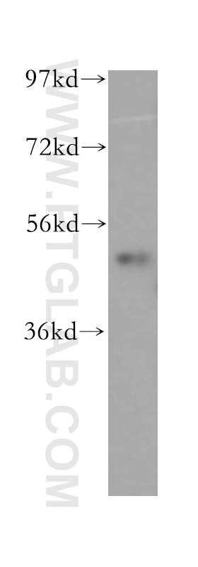 Western Blot (WB) analysis of COLO 320 cells using SNX15 Polyclonal antibody (16049-1-AP)