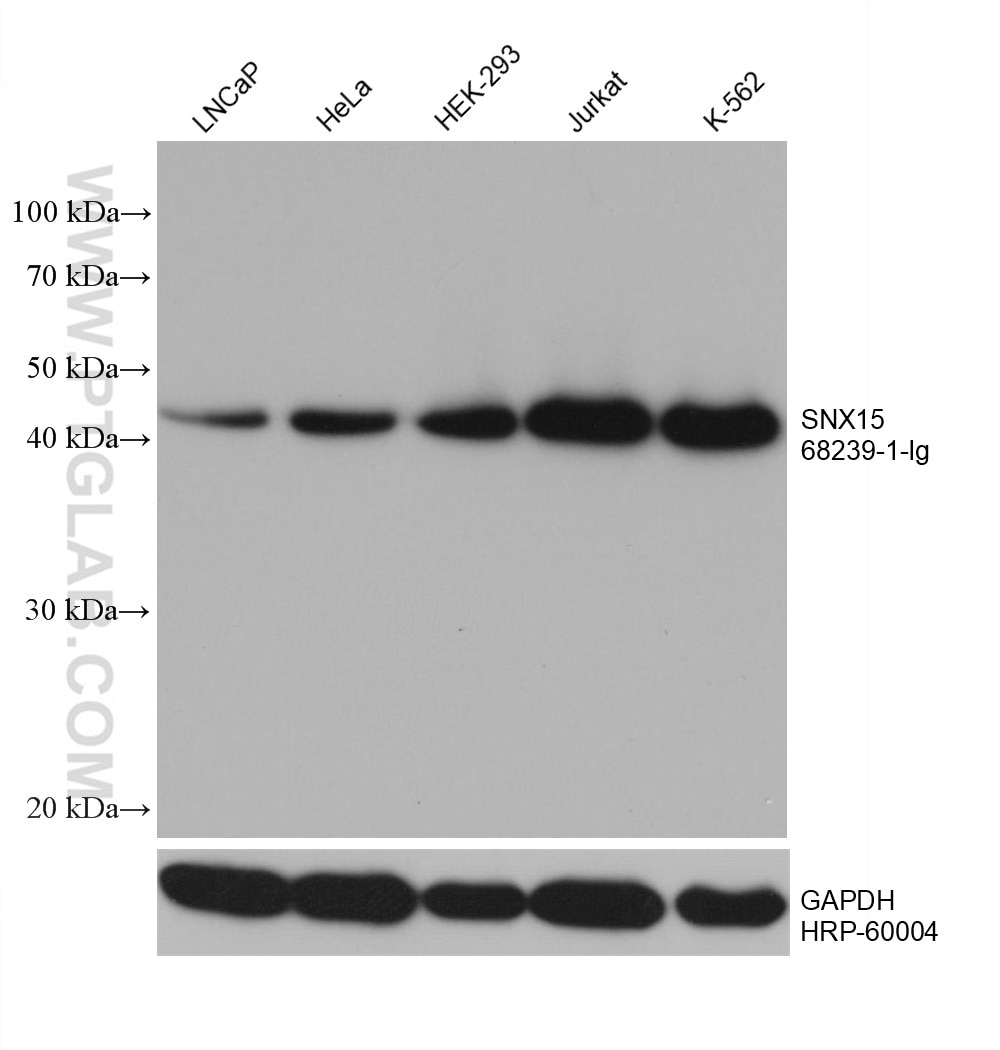 Western Blot (WB) analysis of various lysates using SNX15 Monoclonal antibody (68239-1-Ig)