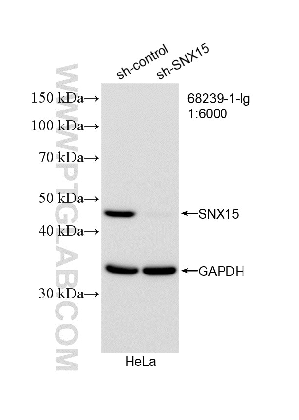 WB result of SNX15 antibody (68239-1-Ig; 1:6000; incubated at room temperature for 1.5 hours) with sh-Control and sh-SNX15 transfected HeLa cells. Western Blot (WB) analysis of HeLa cells using SNX15 Monoclonal antibody (68239-1-Ig)