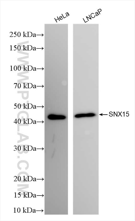 SNX15