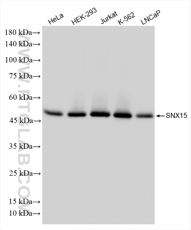 SNX15