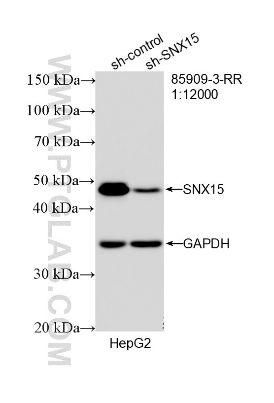 Western Blot (WB) analysis of HepG2 cells using SNX15 Recombinant monoclonal antibody (85909-3-RR)