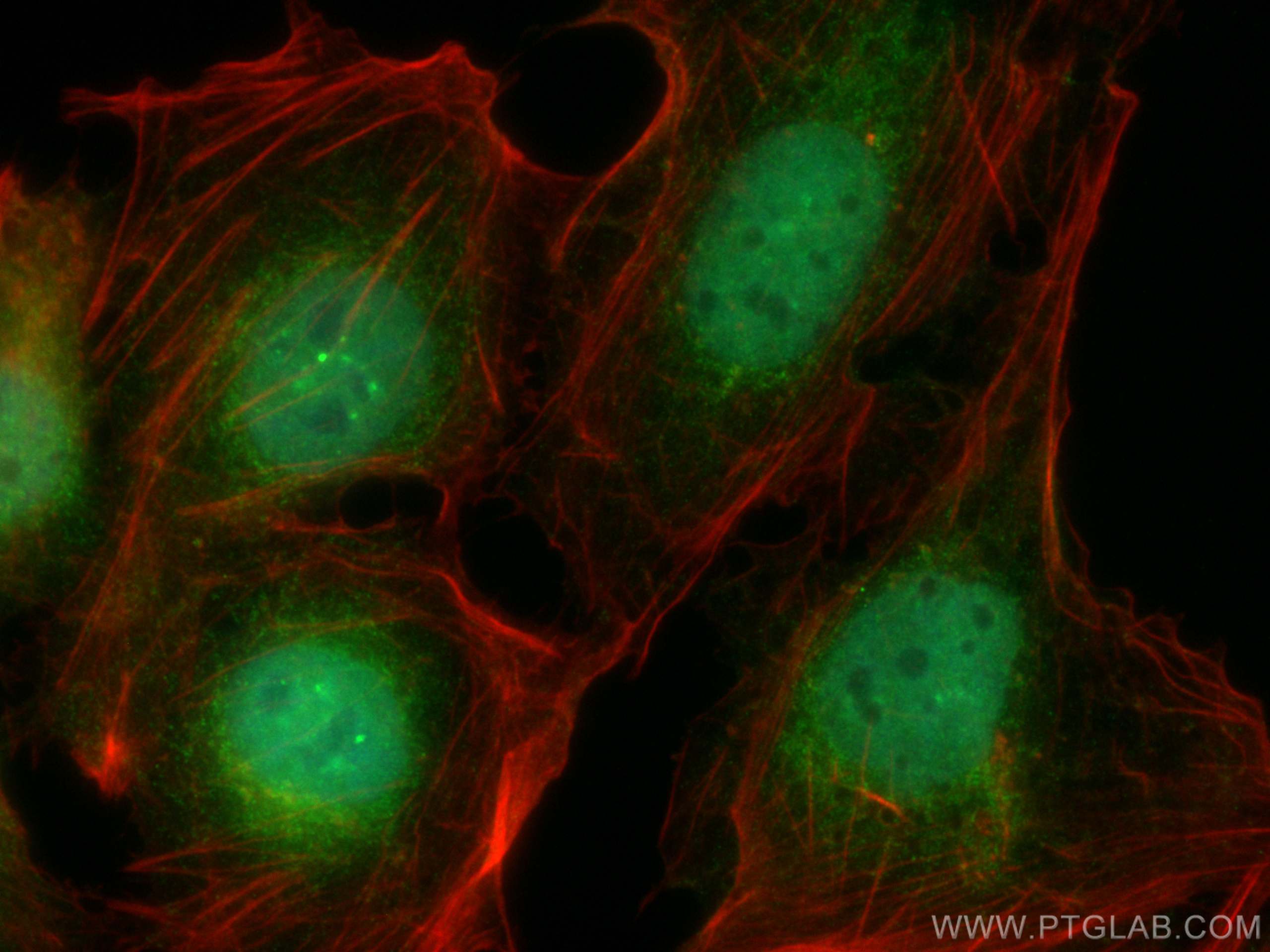 Immunofluorescence (IF) / fluorescent staining of U2OS cells using CoraLite® Plus 488-conjugated SNX15 Monoclonal ant (CL488-68239)