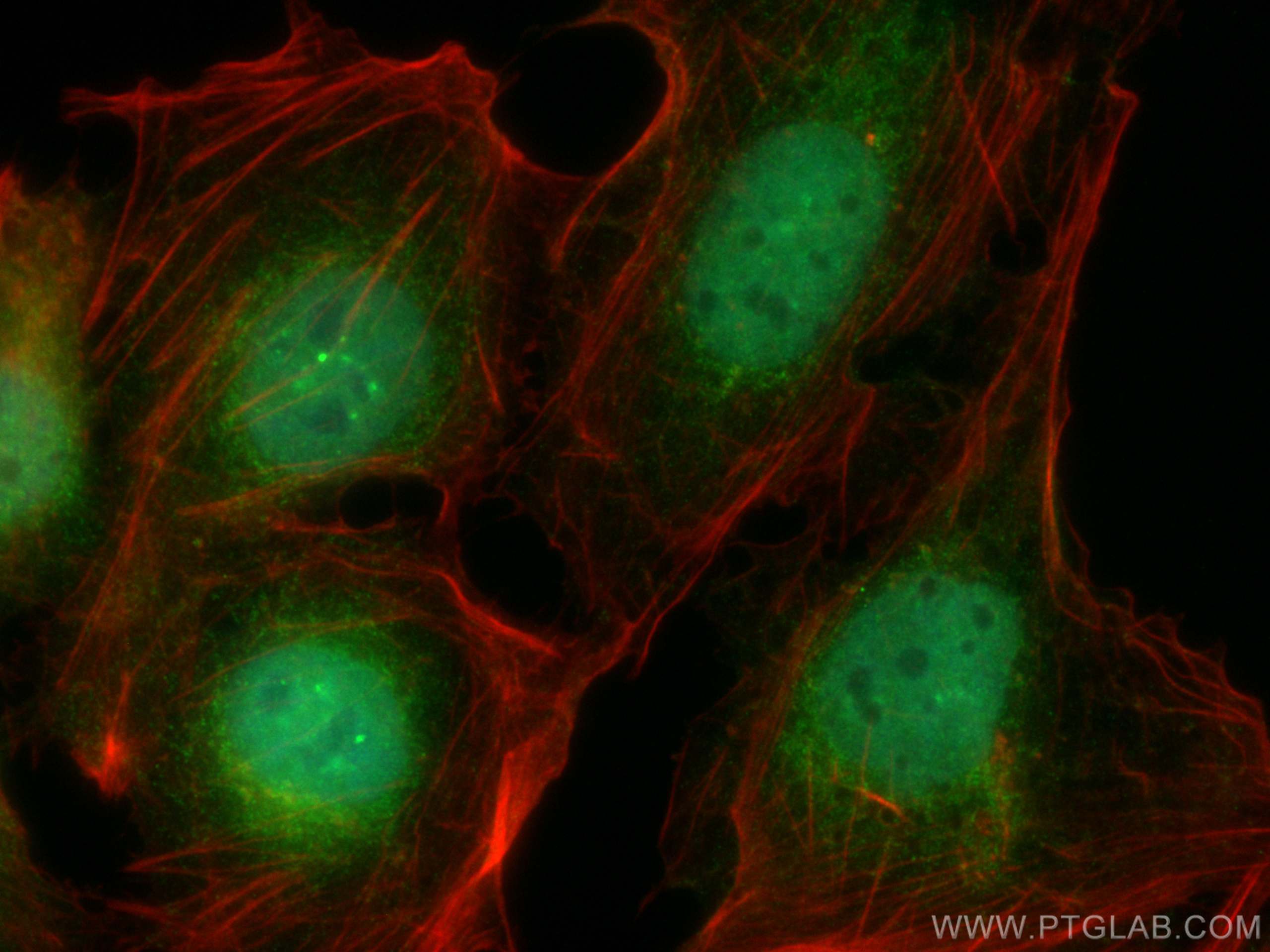 IF Staining of U2OS using CL488-68239