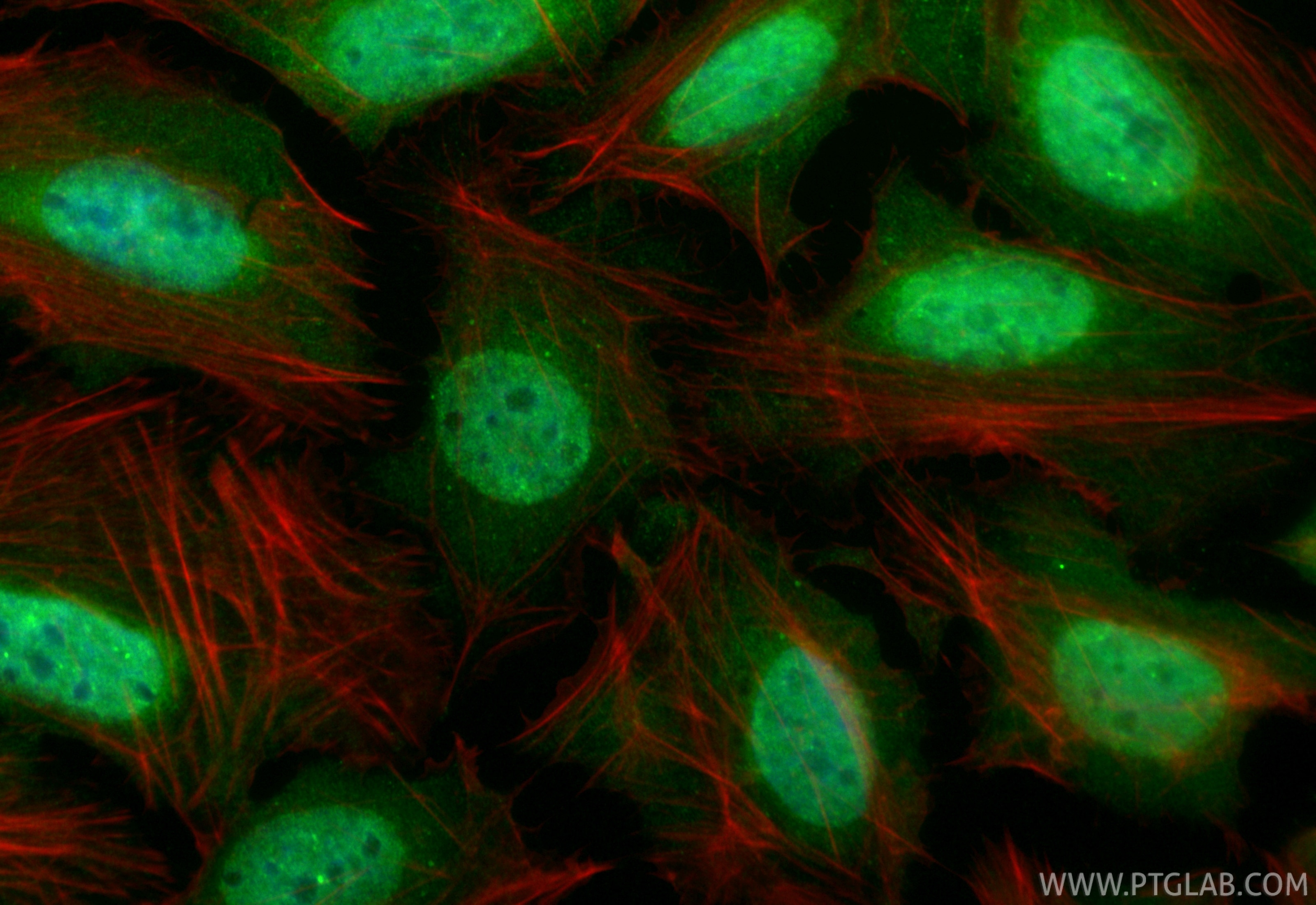 Immunofluorescence (IF) / fluorescent staining of U2OS cells using CoraLite® Plus 488-conjugated SNX15 Recombinant mo (CL488-85909-2)