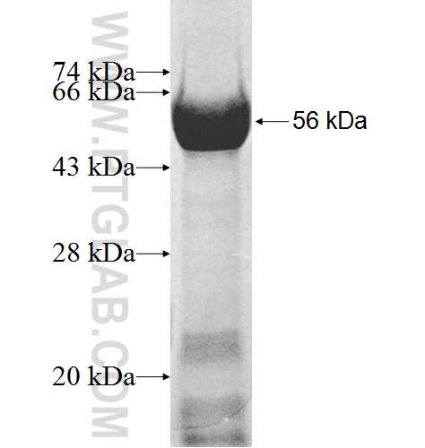 SNX15 fusion protein Ag8839 SDS-PAGE