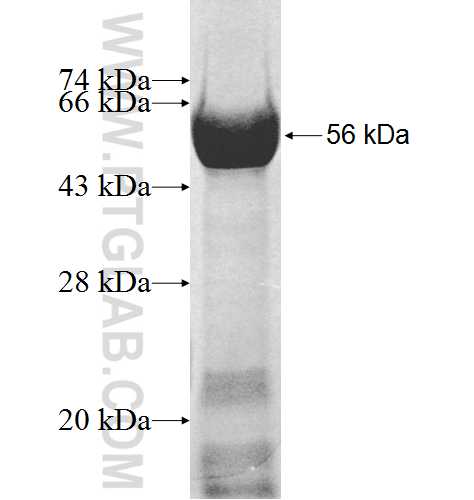 SNX15 fusion protein Ag8839 SDS-PAGE