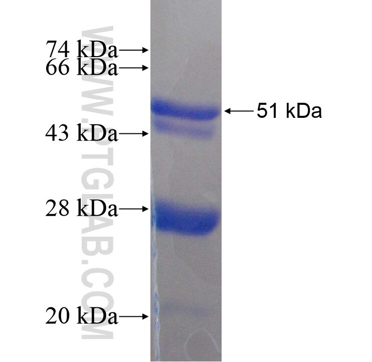 SNX15 fusion protein Ag9006 SDS-PAGE