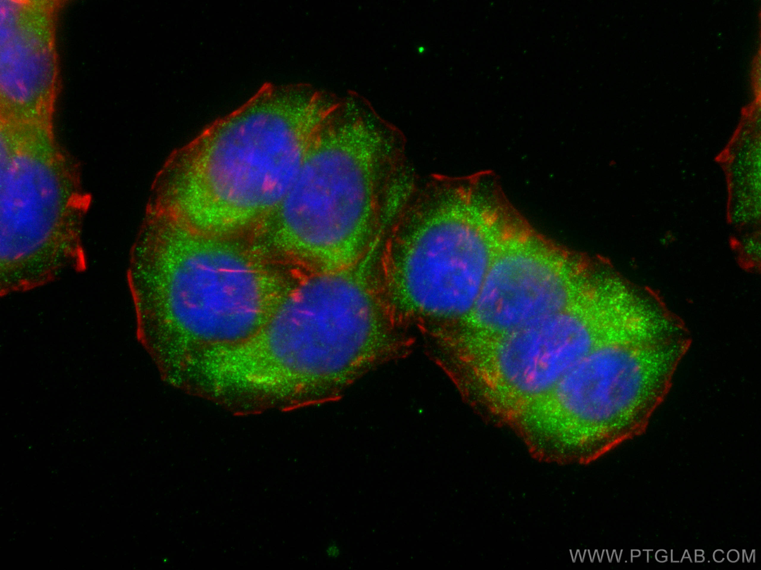 Immunofluorescence (IF) / fluorescent staining of HT-29 cells using SNX16 Polyclonal antibody (13492-1-AP)