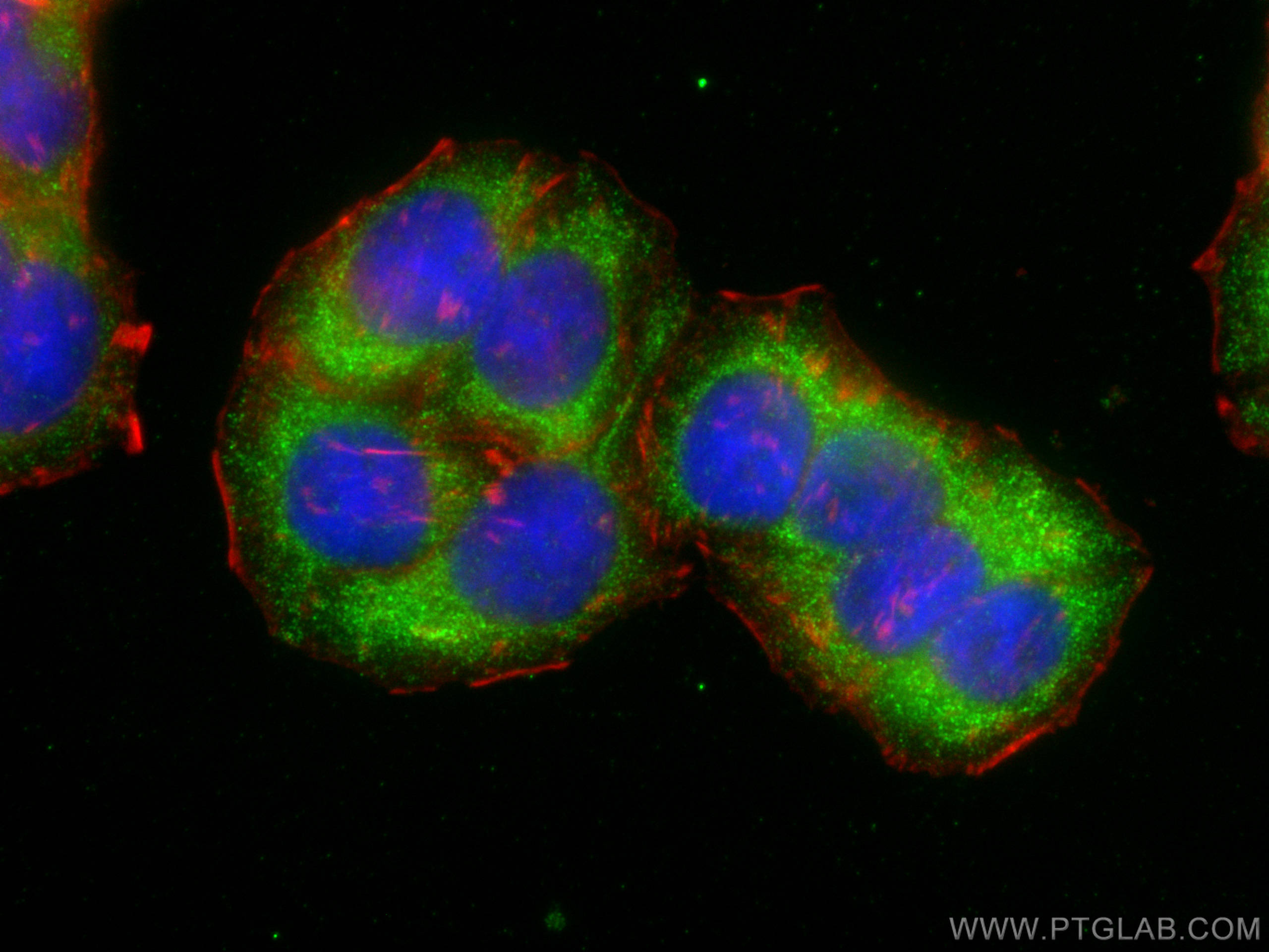 IF Staining of HT-29 using 13492-1-AP